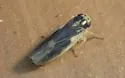 Macrosteles parvidens - photo 3