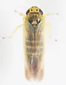 Macrosteles parvidens - photo 4