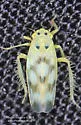 Macrosteles patruelis - photo 2