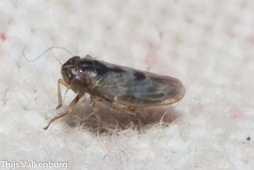 Macrosteles potorius