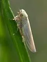 Aster Leafhopper