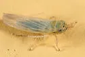 Aster Leafhopper - photo 2