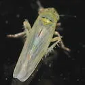 Aster Leafhopper - photo 3