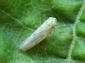 Aster Leafhopper - photo 4