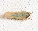 Aster Leafhopper - photo 5