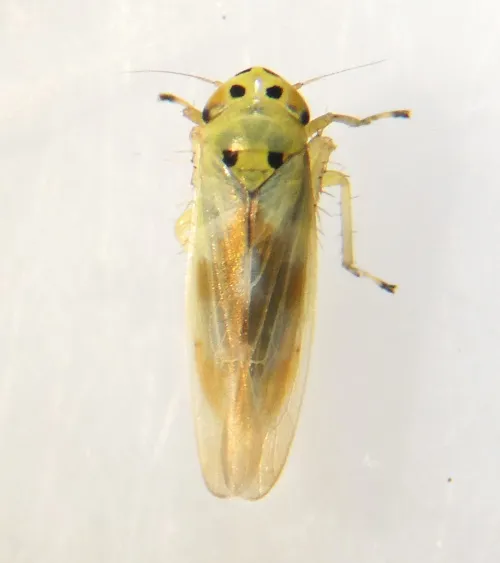 Macrosteles sardus