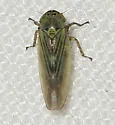 Macrosteles scriptus