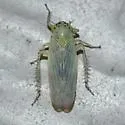 Macrosteles scriptus - photo 2