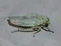 Macrosteles scriptus - photo 3