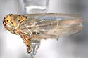 Macrosteles scriptus - photo 4