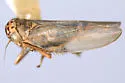 Macrosteles scriptus - photo 5
