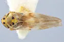 Macrosteles serratus - photo 2