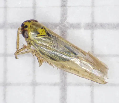 Macrosteles sexnotatus