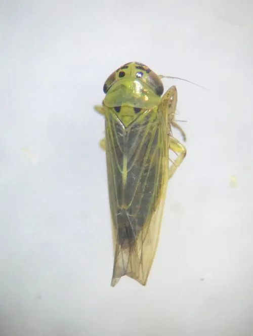 Macrosteles sexnotatus - photo 3