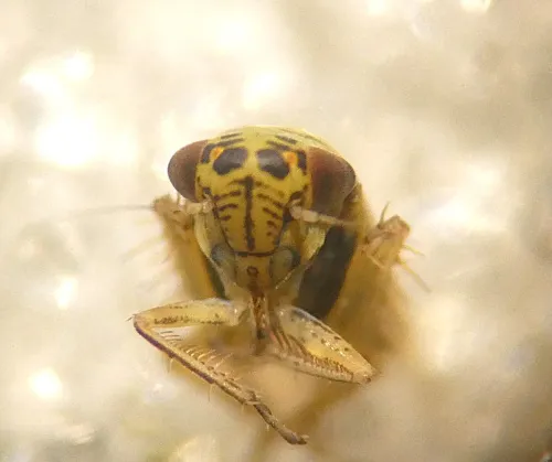 Macrosteles sexnotatus - photo 4