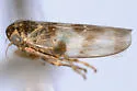 Macrosteles skalkahiensis