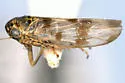 Macrosteles skalkahiensis - photo 2