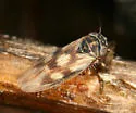 Macrosteles slossoni - Macrosteles slossoni