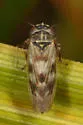 Macrosteles slossoni - photo 2