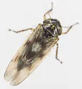 Macrosteles slossoni - photo 4