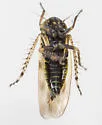 Macrosteles slossoni - photo 5
