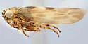 Macrosteles tesselatus