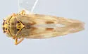 Macrosteles tesselatus - photo 2