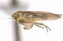 Macrosteles texanus