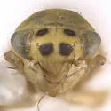 Macrosteles texanus - photo 3