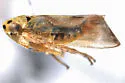 Macrosteles urticae