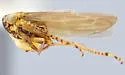 Macrosteles vilbastei