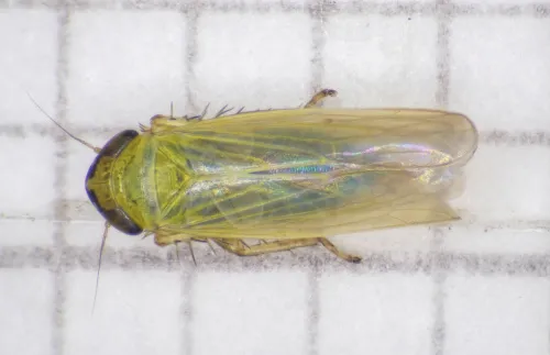 Macrosteles viridigriseus