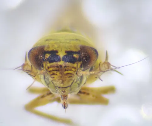 Macrosteles viridigriseus - photo 2