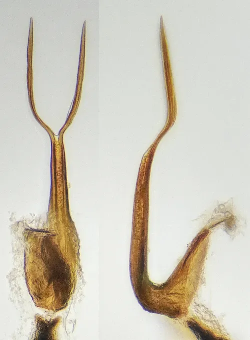 Macrosteles viridigriseus - photo 3