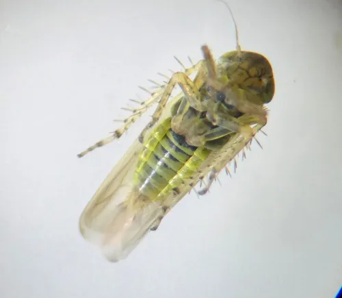 Macrosteles viridigriseus - photo 4