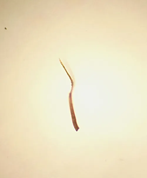 Macrosteles viridigriseus - photo 8