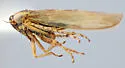 Macrosteles vulgaris