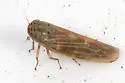Macrosteles wahnapitae