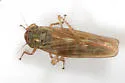 Macrosteles wahnapitae - photo 2