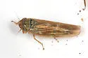 Macrosteles wahnapitae - photo 3