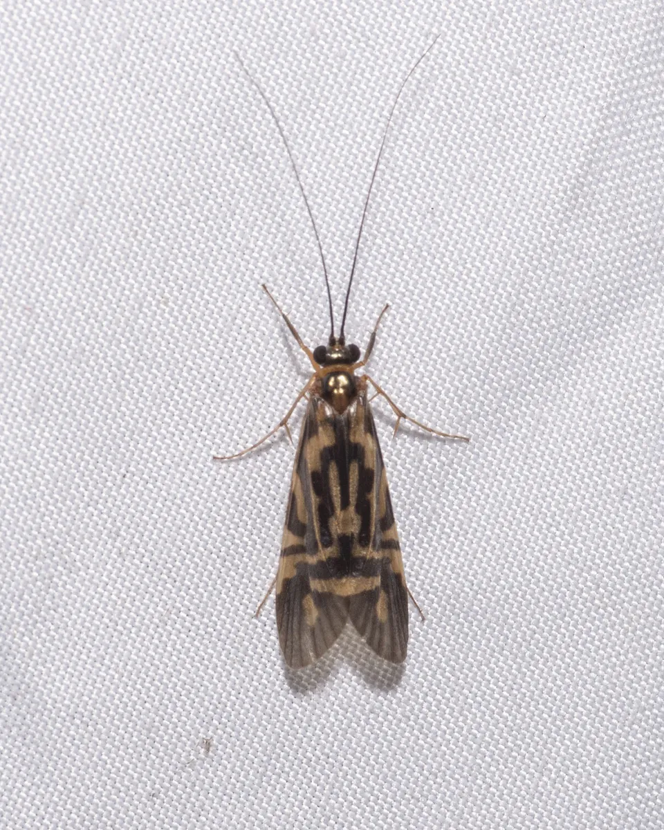Macrostemum carolina