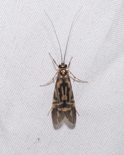 Macrostemum carolina - photo 2
