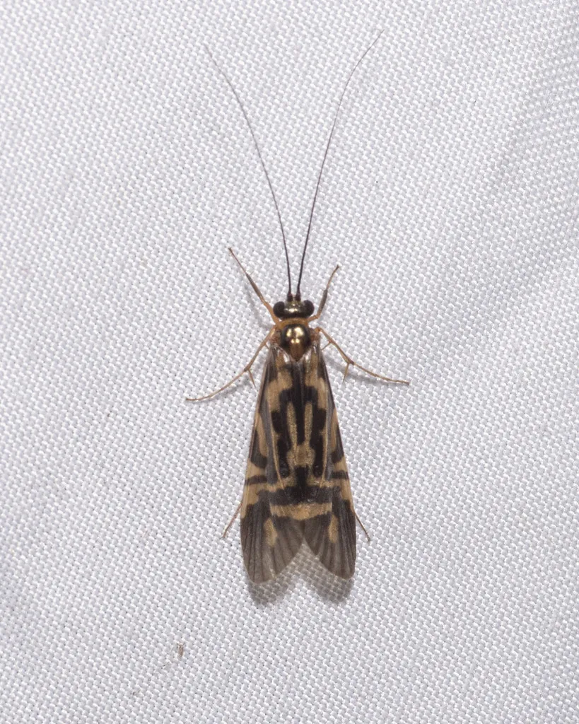 Macrostemum carolina - photo 3