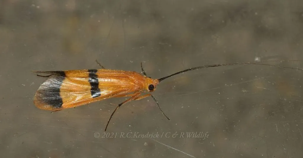Macrostemum fastosum - photo 2