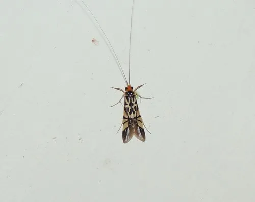 Macrostemum floridum