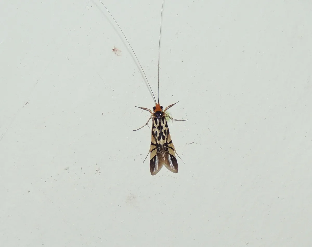 Macrostemum floridum - photo 3