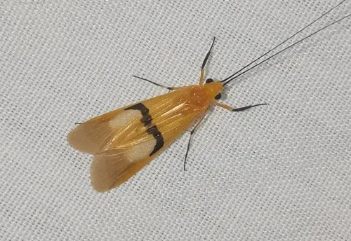 Macrostemum midas