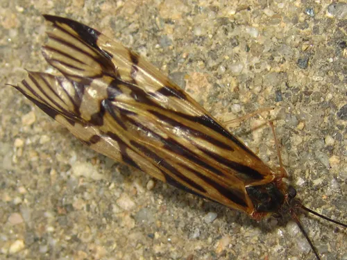 Macrostemum radiatum
