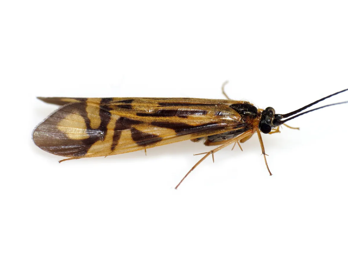 Zebra Caddisfly