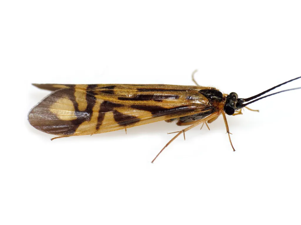 Zebra Caddisfly - photo 3